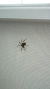 Hvordan forebygger man edderkopper i hjemmet, læs vores tips og husråd fra skadedyrforbudt.flash.marketing