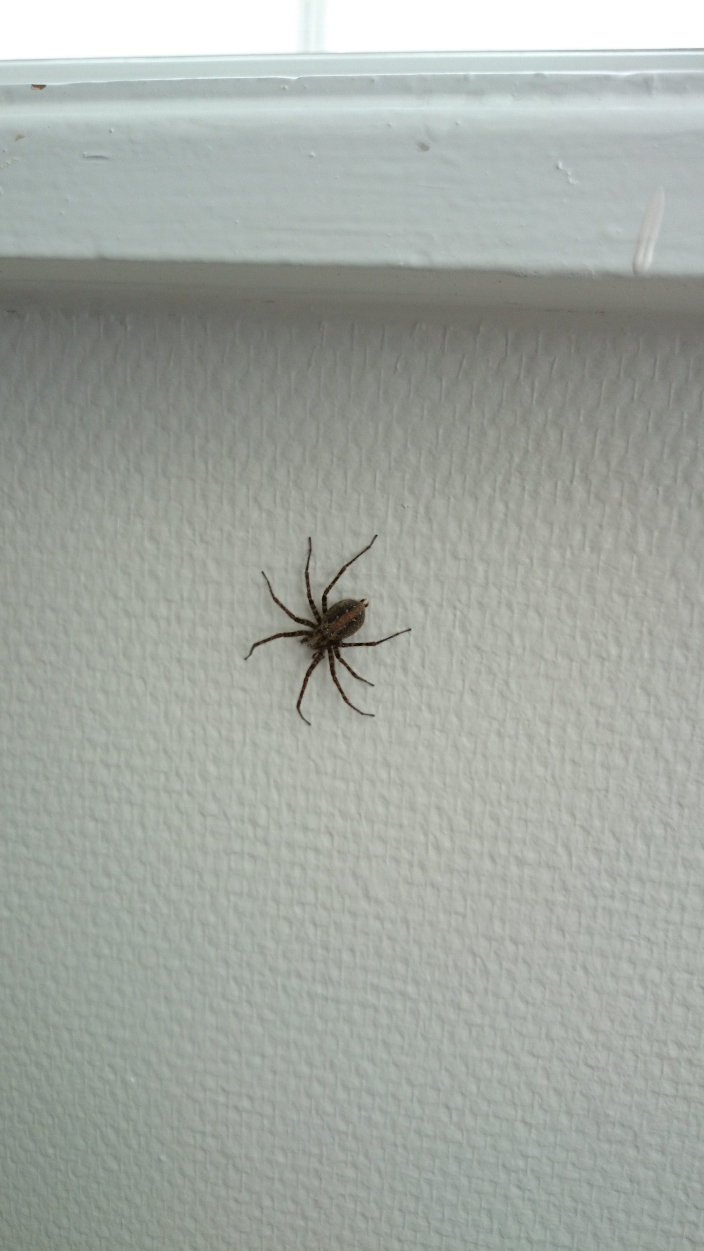 Hvordan forebygger man edderkopper i hjemmet, læs vores tips og husråd fra skadedyrforbudt.flash.marketing