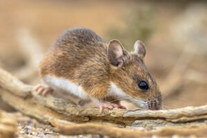 Slip for mus i dit hus. Skadedyrforbudt.dk hjælper med at fjerne mus, hurtigt og effektivt