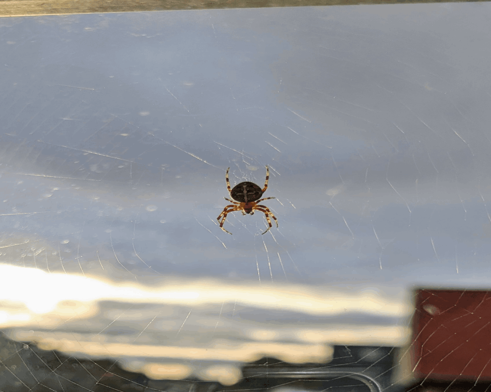 effektiv fjernelse af edderkopper. ring til skadedyrforbudt.dk