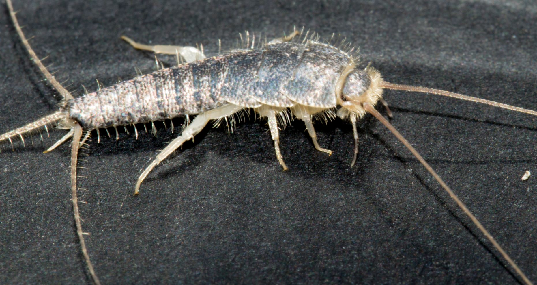 Bekæmpelse af skægkræ, hurtig og effektiv indsats fra Skadedyrforbudt.dk