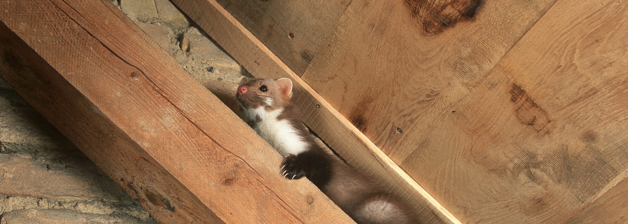 Professionel bekæmpelse af husmår hos Skadedyrforbudt.dk