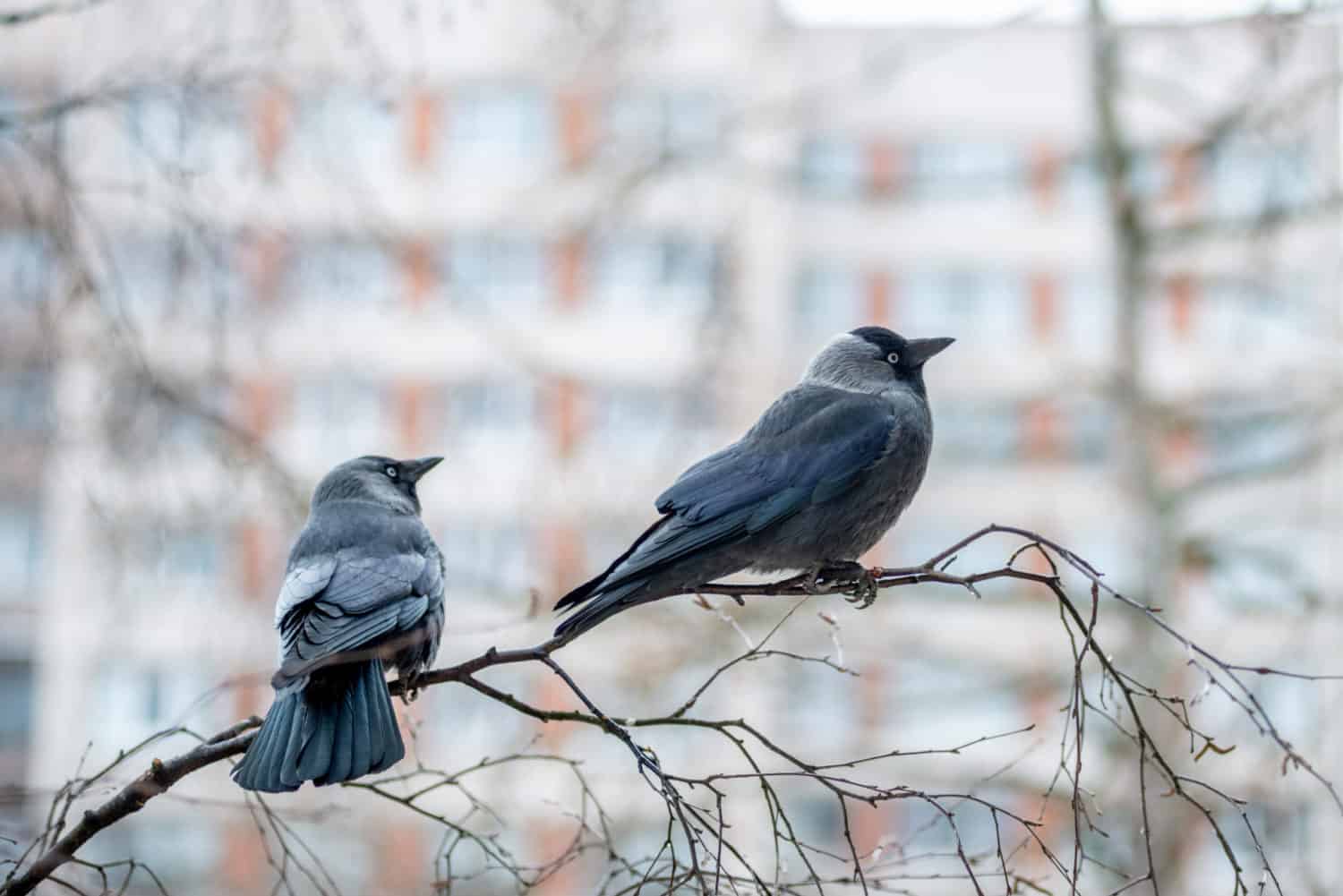 Effektiv sikring og fjernelse af allikereder i skorsten