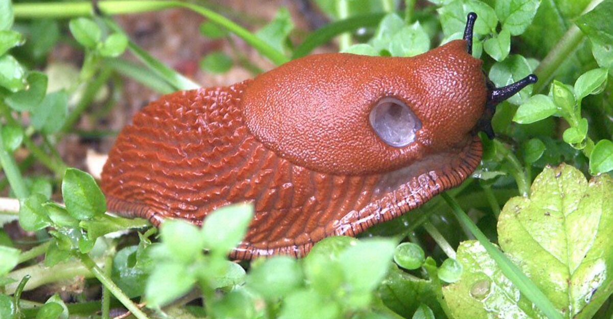 Bekæmpelse af dræbersnegle, få abonnement i dag