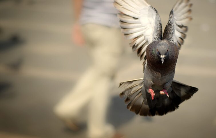 Hjælp til bekæmpelse og forebyggelse af duer. Skadedyrforbudt.dk