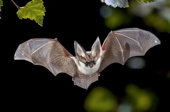 Få hjælp til bekæmpelse af flagermus