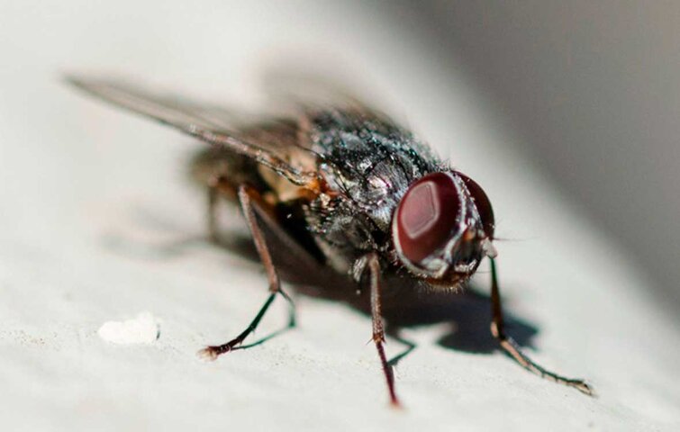 Bekæmpelse og forebyggelse mod fluer