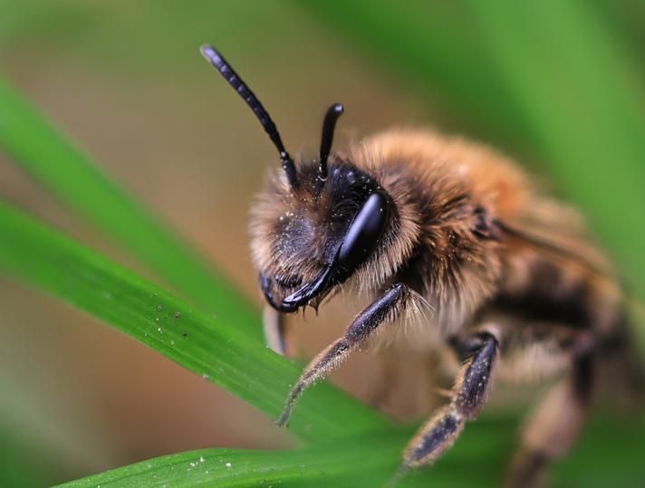 Hjælp til bekæmpelse af brumbasser/jordbier