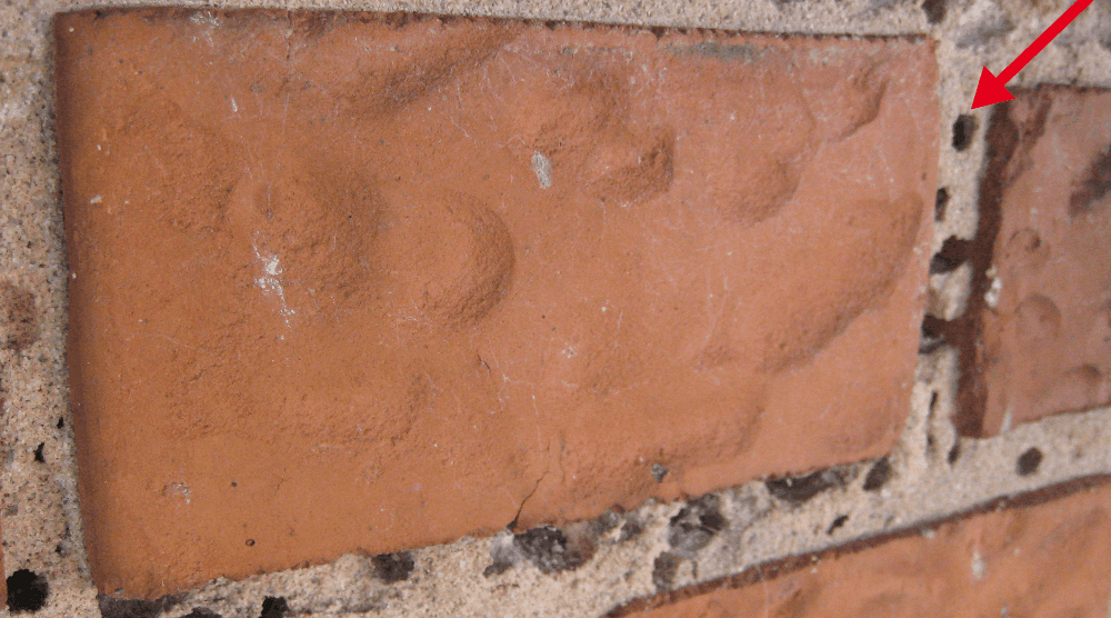 Få hjælp til bekæmpelse og forebyggelse af murbier