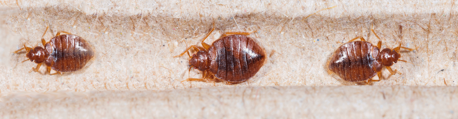 Få hjælp til fjernelse af væggelus. Hurtig og effektiv bekæmpelse