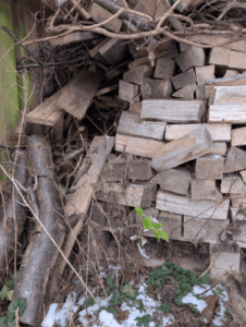 Sådan undgår du at tage insekter ind med brændet
