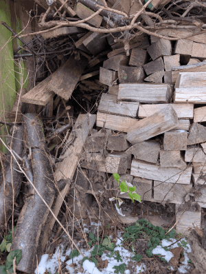 Sådan undgår du at tage insekter ind med brændet