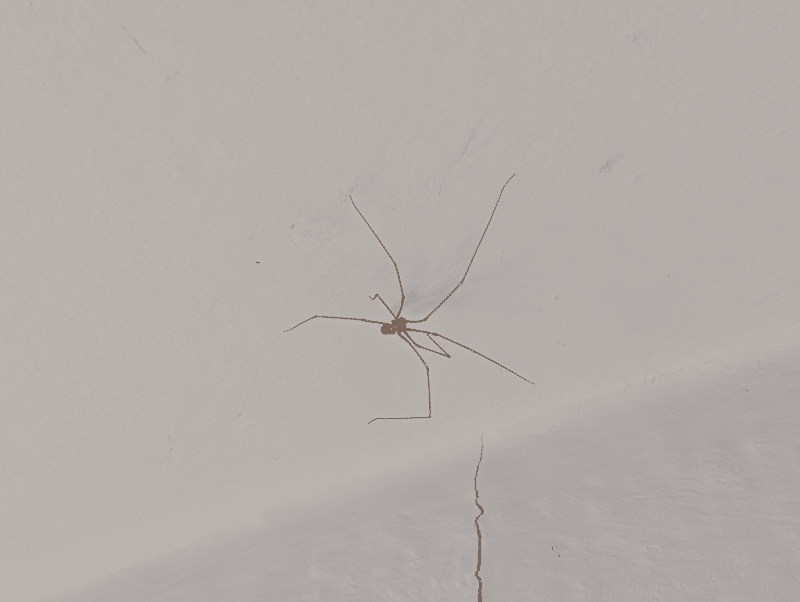 Mejer edderkop er faktisk et nyttedyr, den spiser små fluer og insekter
